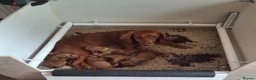 Cocker Spaniel dogs for sale: 4 Red Working Cocker Spaniel Boys - Advert 12
