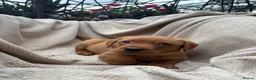 Labrador Retriever dogs for sale: Fox Red Labrador Puppy’s for Sale - Advert 27