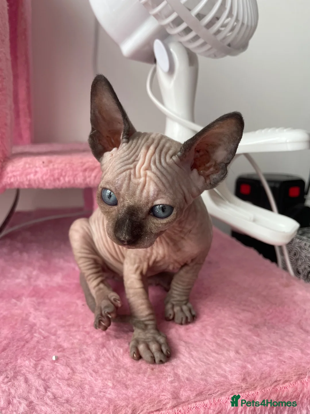 Sphynx cats for sale: Sphynx kittens ready in 3 weeks  - Advert 1