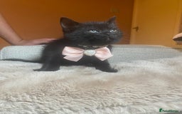 British Shorthair cats for sale: Solid Black British Shorthair  - Image 1