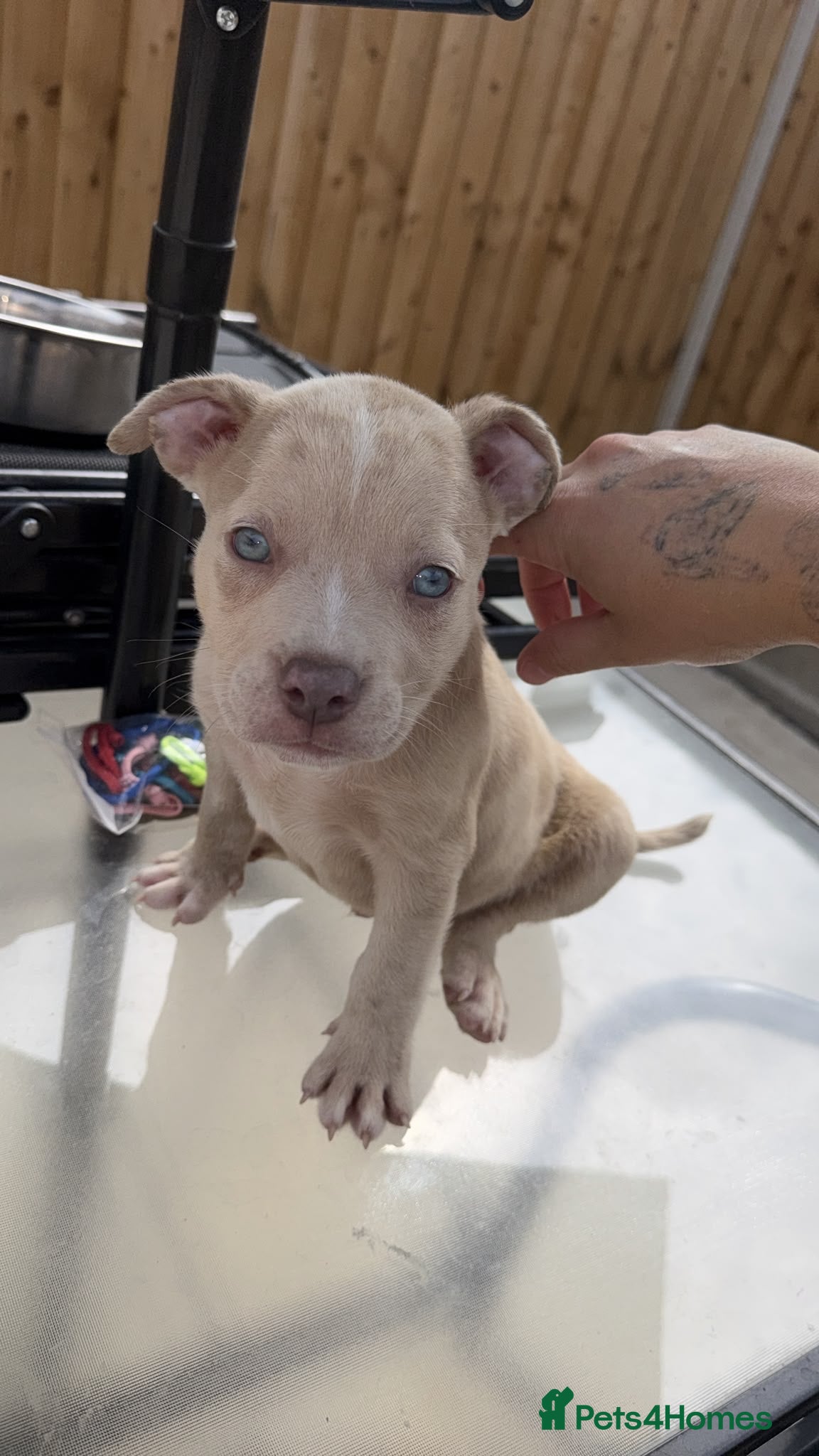 American Bully dogs Pocket bully puppies  - Advert 2