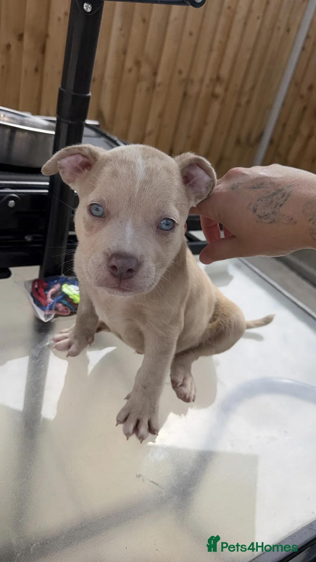 American Bully dogs for sale: Pocket bully puppies  - Advert 1