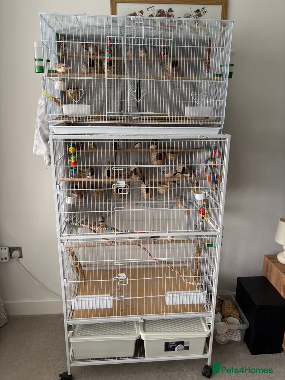 Canaries birds for sale: Bird Cage and Birds - Image 1