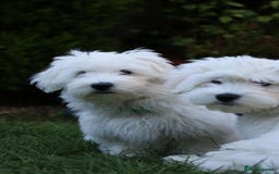 Maltese dogs for sale: Beautiful Maltese puppies  - Image 2