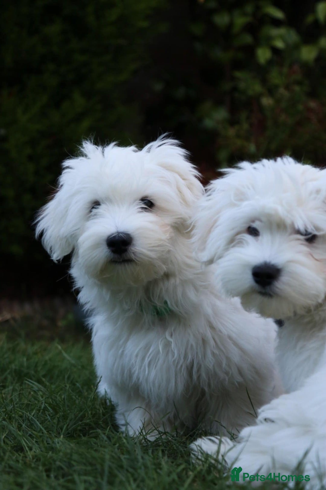 Maltese dogs for sale: Beautiful Maltese puppies  - Image 2