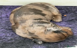 Miniature Dachshund dogs for sale: Beautiful long haired dapple girl  - Image 8