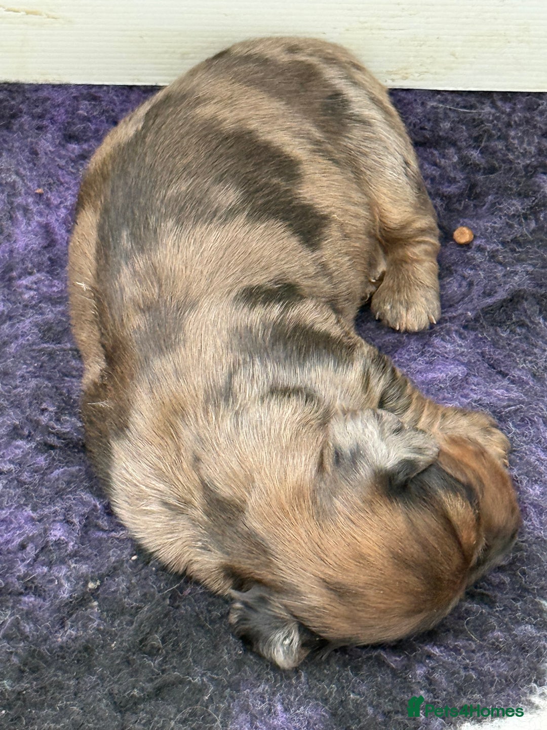 Miniature Dachshund dogs for sale: Beautiful long haired dapple girl  - Image 8