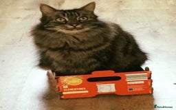 Mixed Breed cats for sale: Male Ragdoll/ Norwegian Forest cross kittens - Image 11