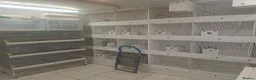 Budgerigars birds for sale: Exhibition budgies for sale  in Sudbury - Advert 3
