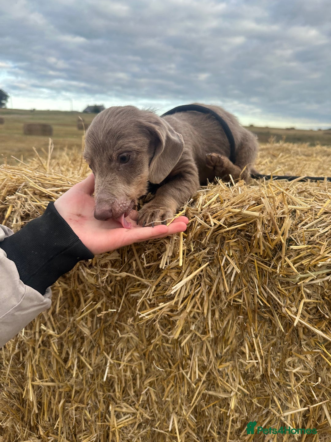 Miniature Dachshund dogs for sale: Beautiful long haired dachshund  - Image 3