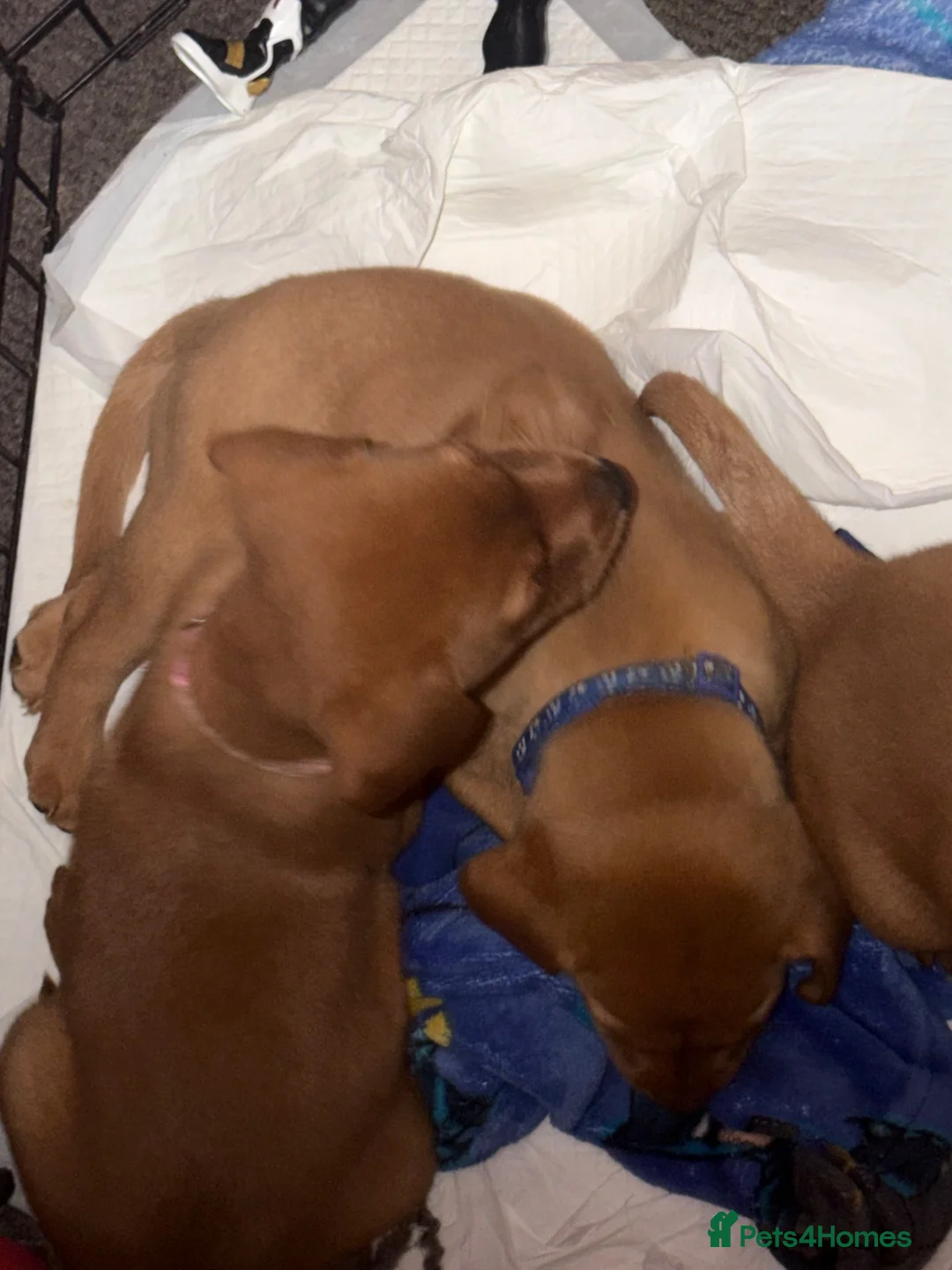 Labrador Retriever dogs for sale: Fox red Labrador puppies  in Perth - Advert 2