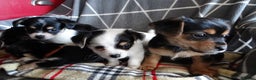 Jack Russell dogs for sale: Beautiful Jack Russell/chihuahua mix puppies - Advert 17