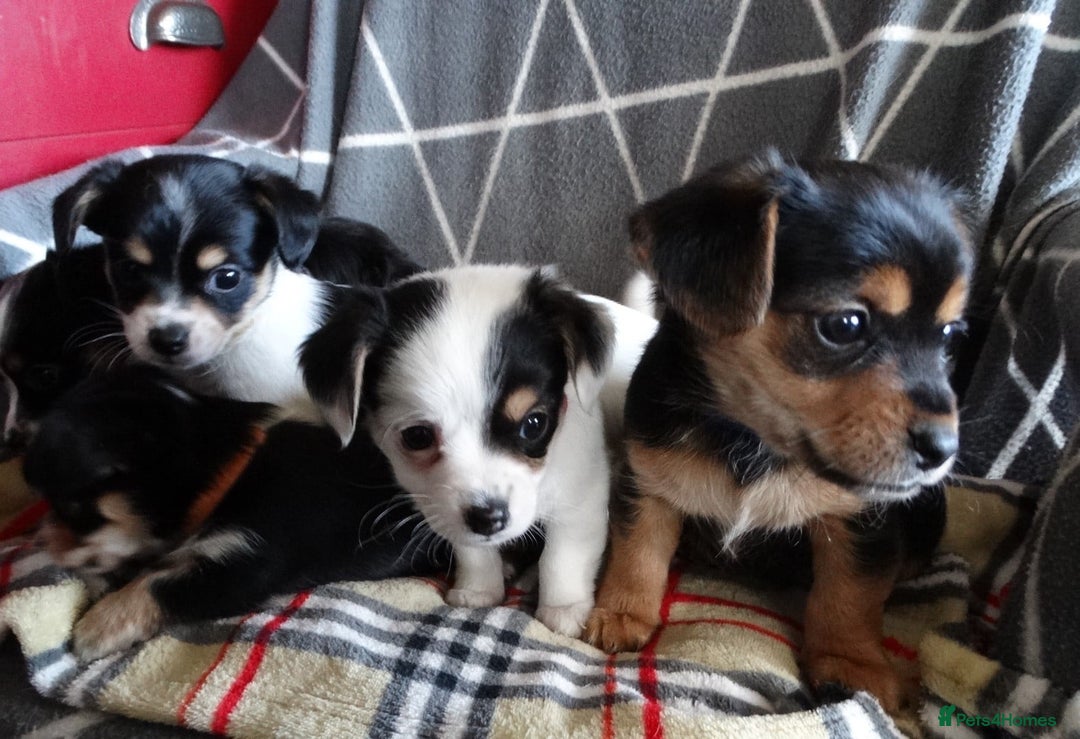 Jack Russell dogs for sale: Beautiful Jack Russell/chihuahua mix puppies - Advert 17