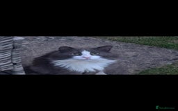 British Shorthair cats for sale: Adorable British Shorthair x Persian Kittens  - Image 20