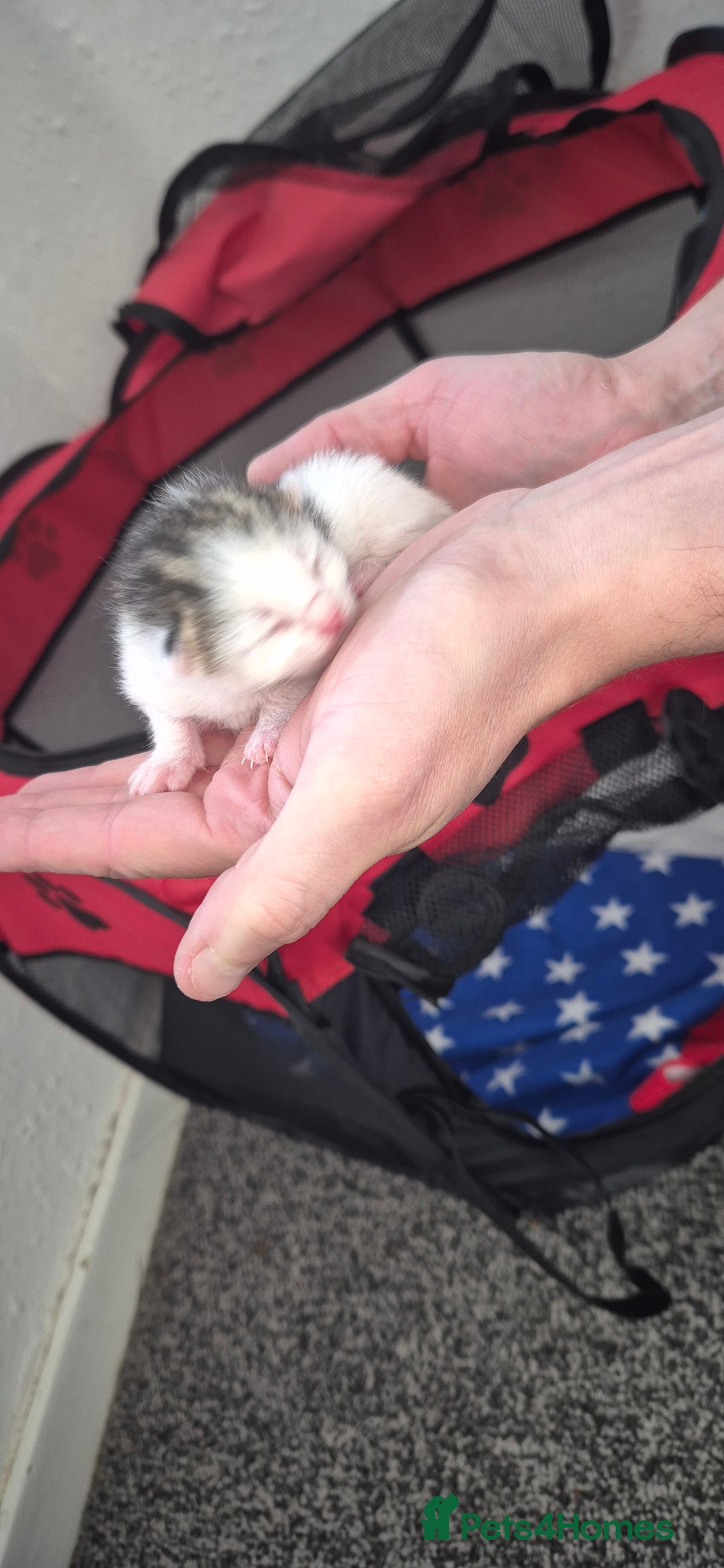 Mixed Breed cats for sale: Kittens for sale - Image 2
