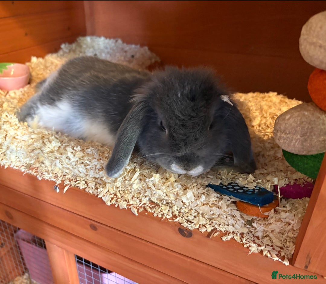 Mini Lop rabbits for sale: Mini lop female  - Image 4