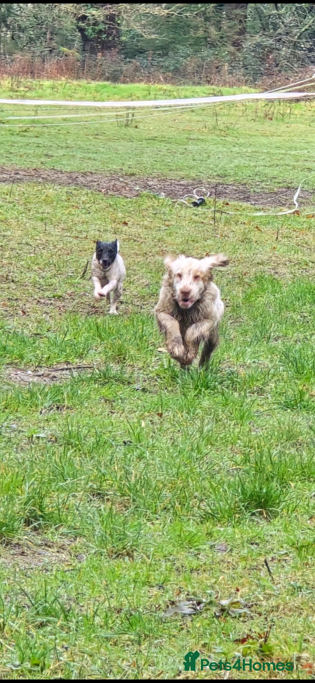 Jack Russell dogs for sale: Terrier female. - Advert 6