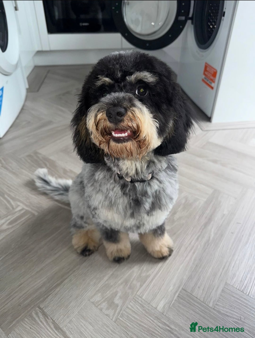 Cockapoo dogs for stud: **Proven** Cockapoo X Cavapoochon Stud - Image 26