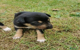 Mixed Breed dogs for sale: Kelpie x collie  - Image 3