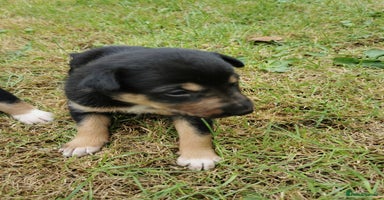 Mixed Breed dogs - Advert 6