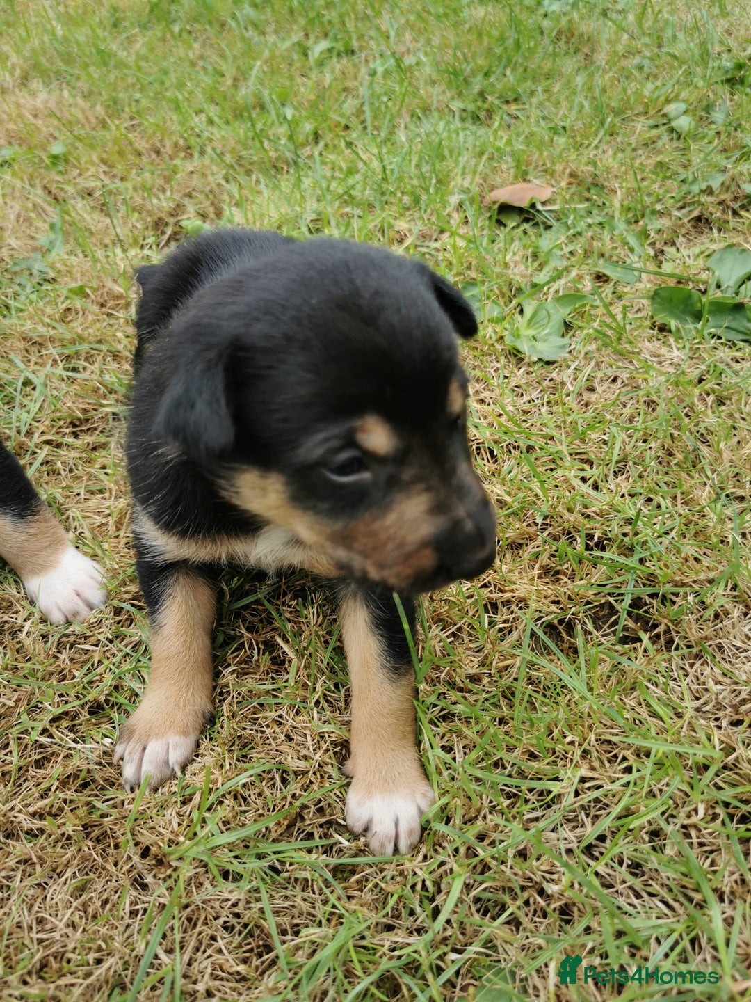 Mixed Breed dogs for sale: Kelpie x collie  - Image 3
