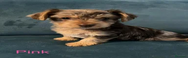 Yorkshire Terrier 1