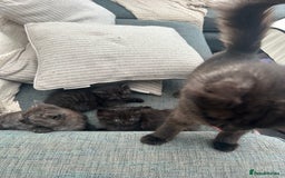 Domestic Shorthair cats for sale: GORGEOUS FLUFFY DARK TABBY KITTENS - Image 4