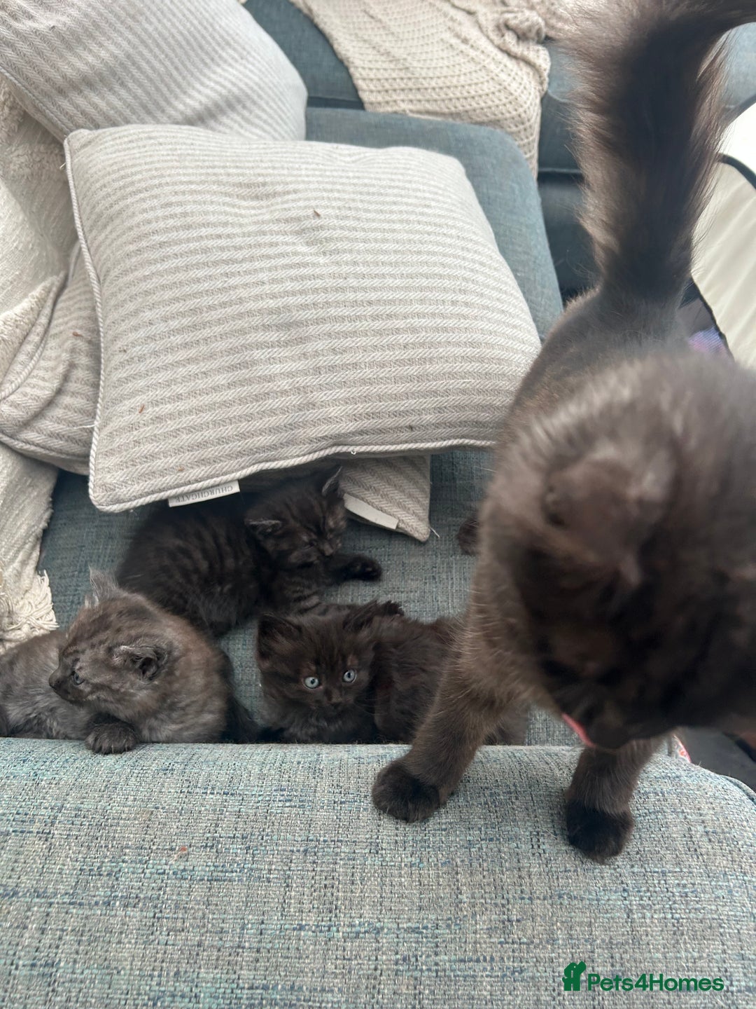 Domestic Shorthair cats for sale: GORGEOUS FLUFFY DARK TABBY KITTENS - Image 4