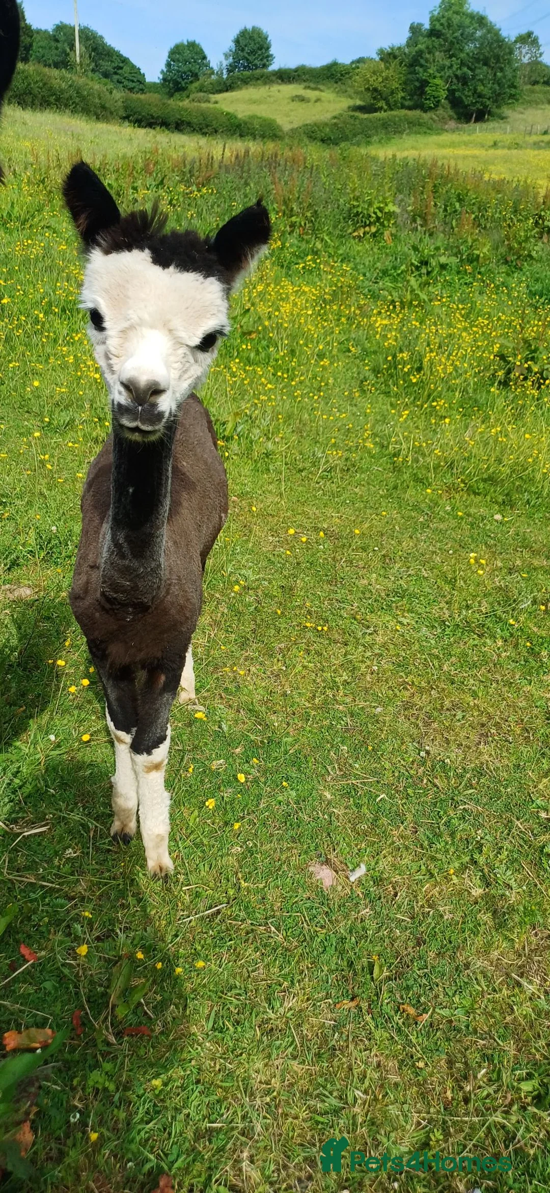 Alpaca livestock for sale: Stunning entire male alpaca for sale in Kidwelly - Advert 3