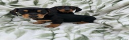 Dachshund dogs for sale: 2 Beautiful dachshunds left!!! - Advert 10