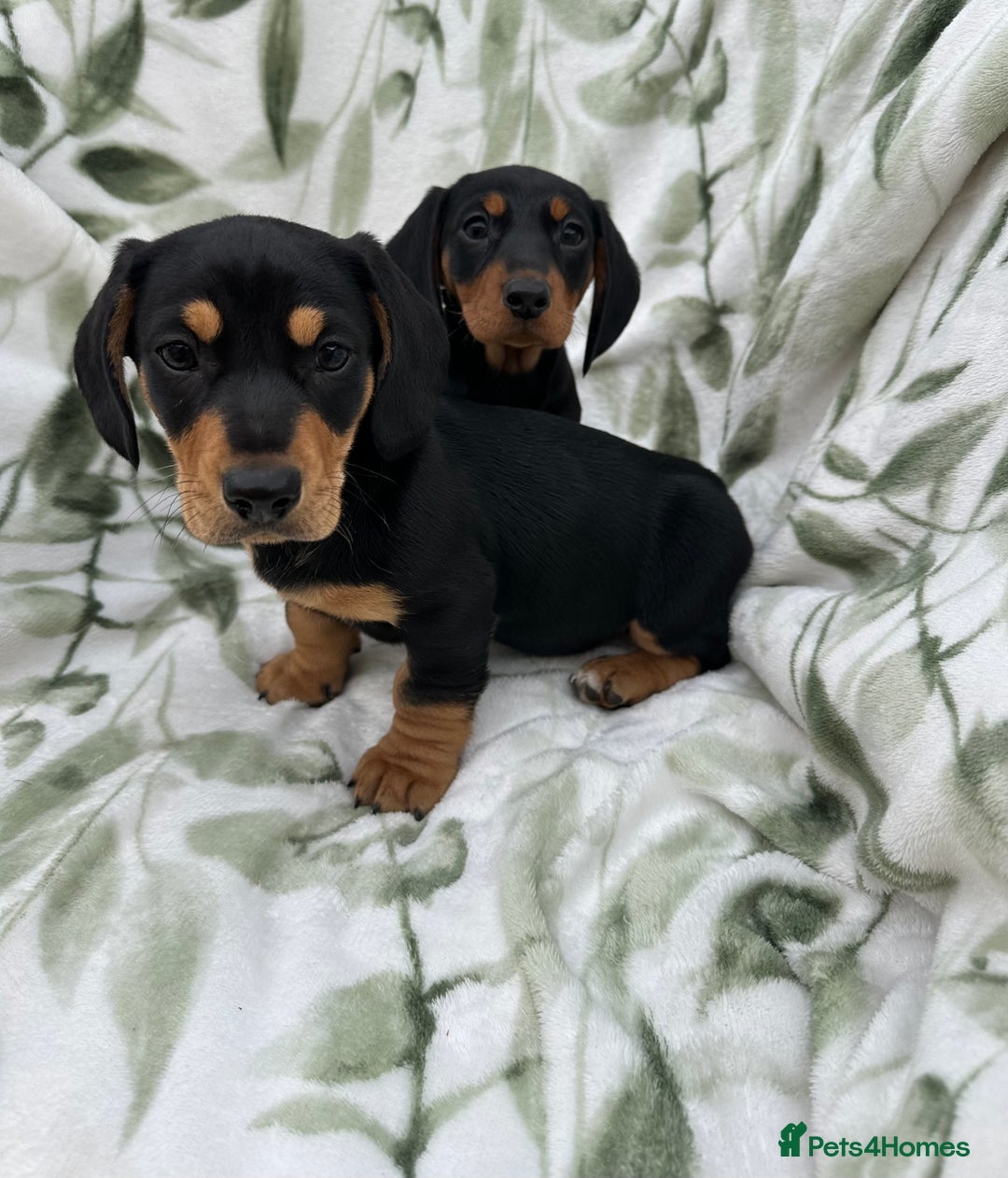 Dachshund dogs for sale: 2 Beautiful dachshunds left!!! - Advert 10
