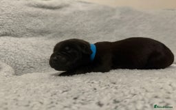 Bandog dogs for sale: 🐾 🌟 Premium multigen Bandogge Puppies🌟🐾 - Image 7