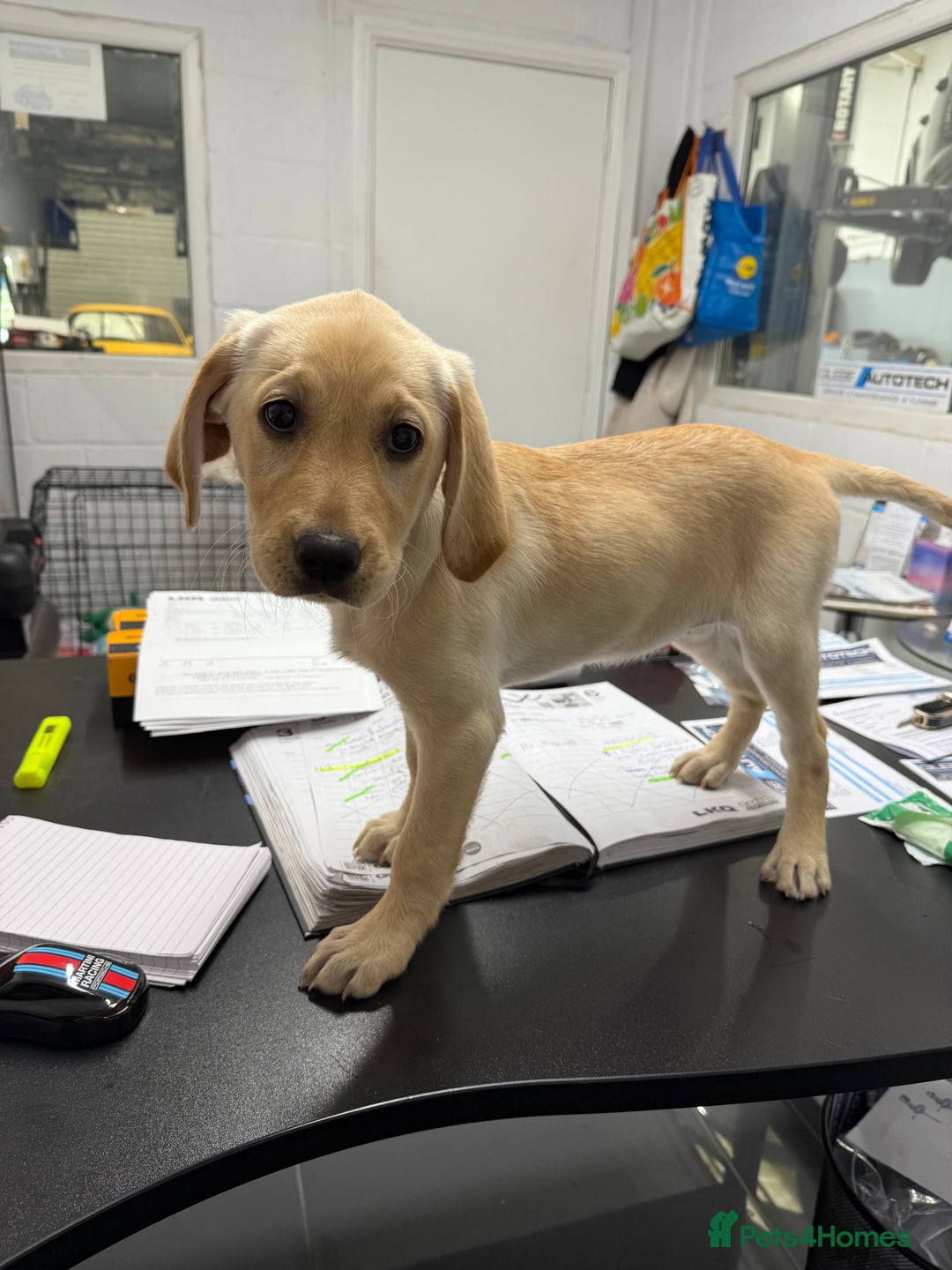 Labrador Retriever dogs for sale: Cream Labrador Retriever Puppy  - Image 19
