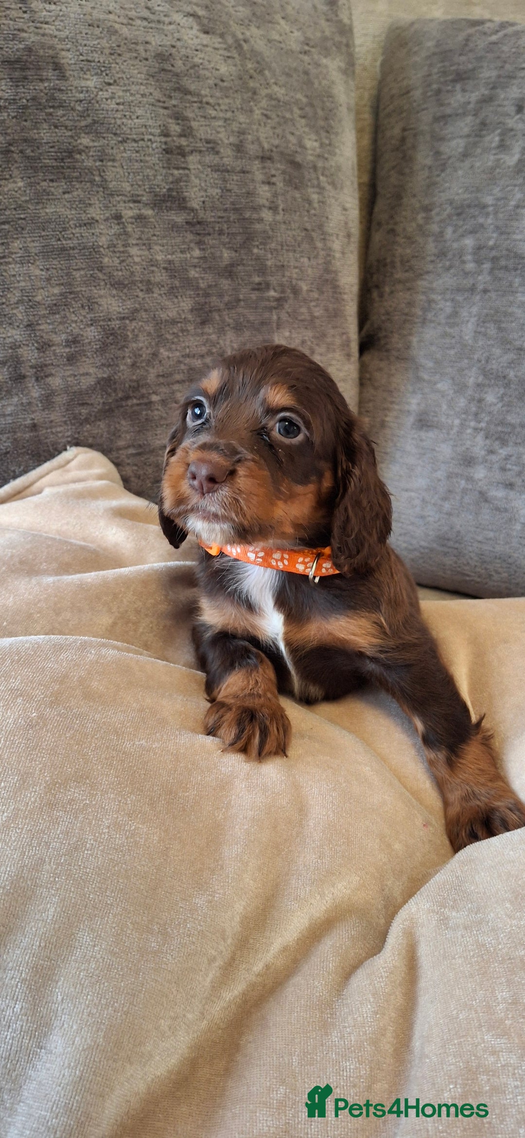 Cocker Spaniel dogs for sale: Kc reg working cocker spaniel puppies  - Advert 14