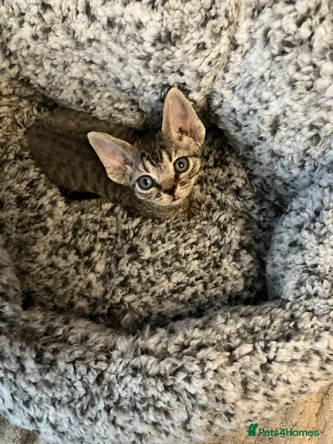 Devon Rex cats for sale:  GCCF registered pedigree Devon Rex kittens - Advert 2