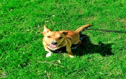 Mixed Breed dogs for sale: Gorgeous 9 month old puppy  - Image 2