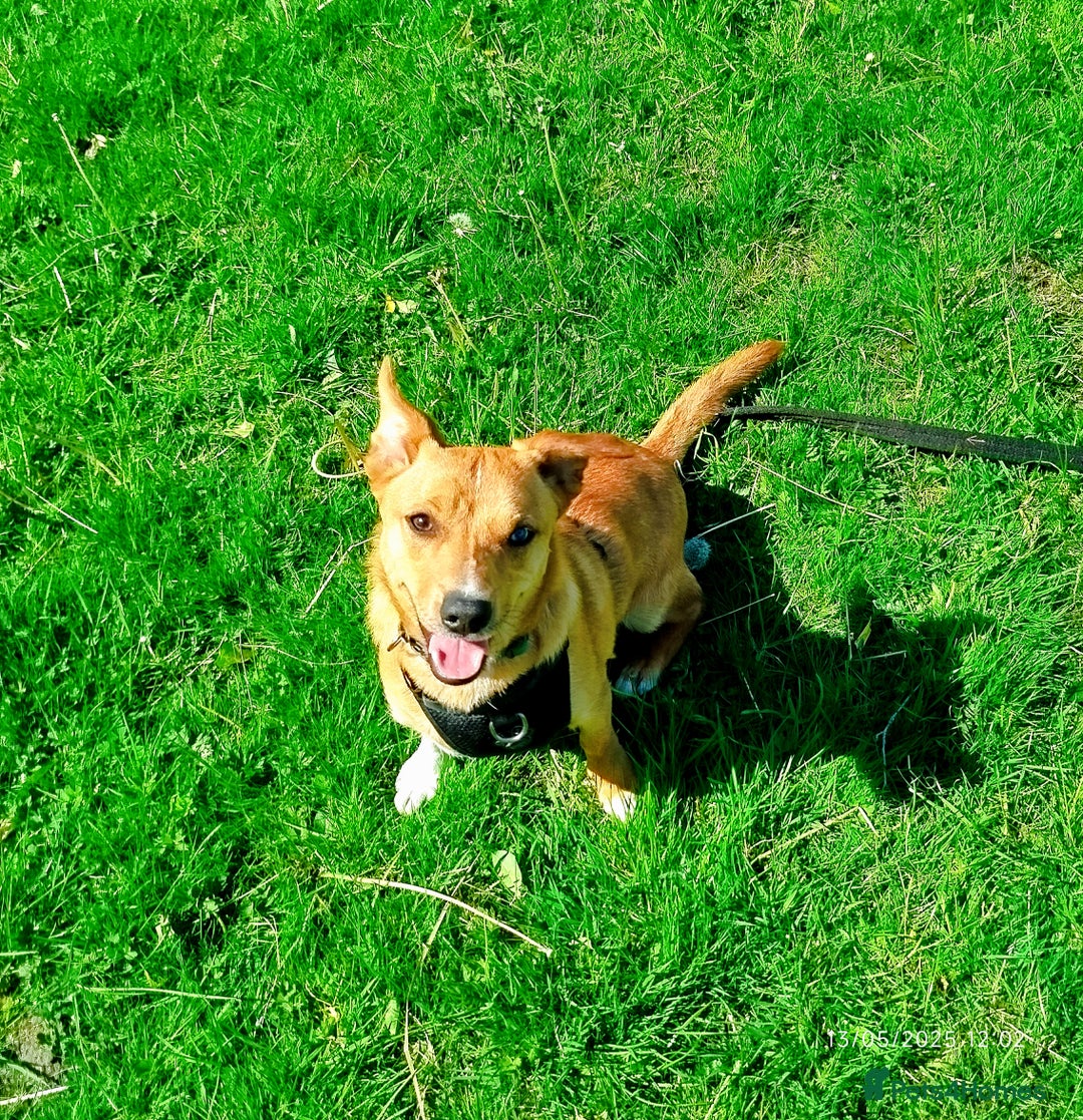 Mixed Breed dogs for sale: Gorgeous 9 month old puppy  - Image 2