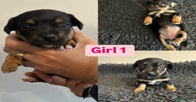 Jack Russell dogs - Advert 1