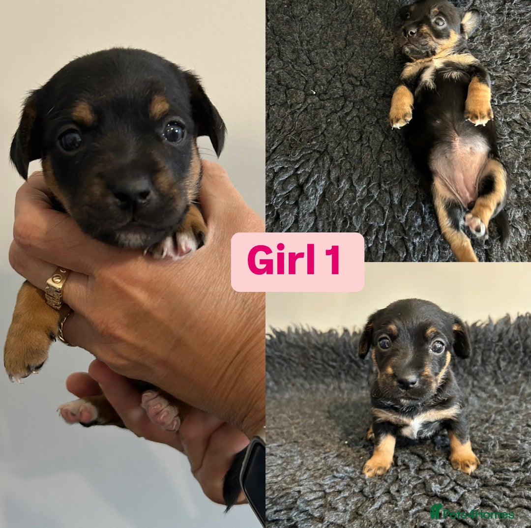Jack Russell dogs for sale: Jack Russel puppies - Image 2