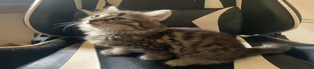 Tabby Fluff - long haired male