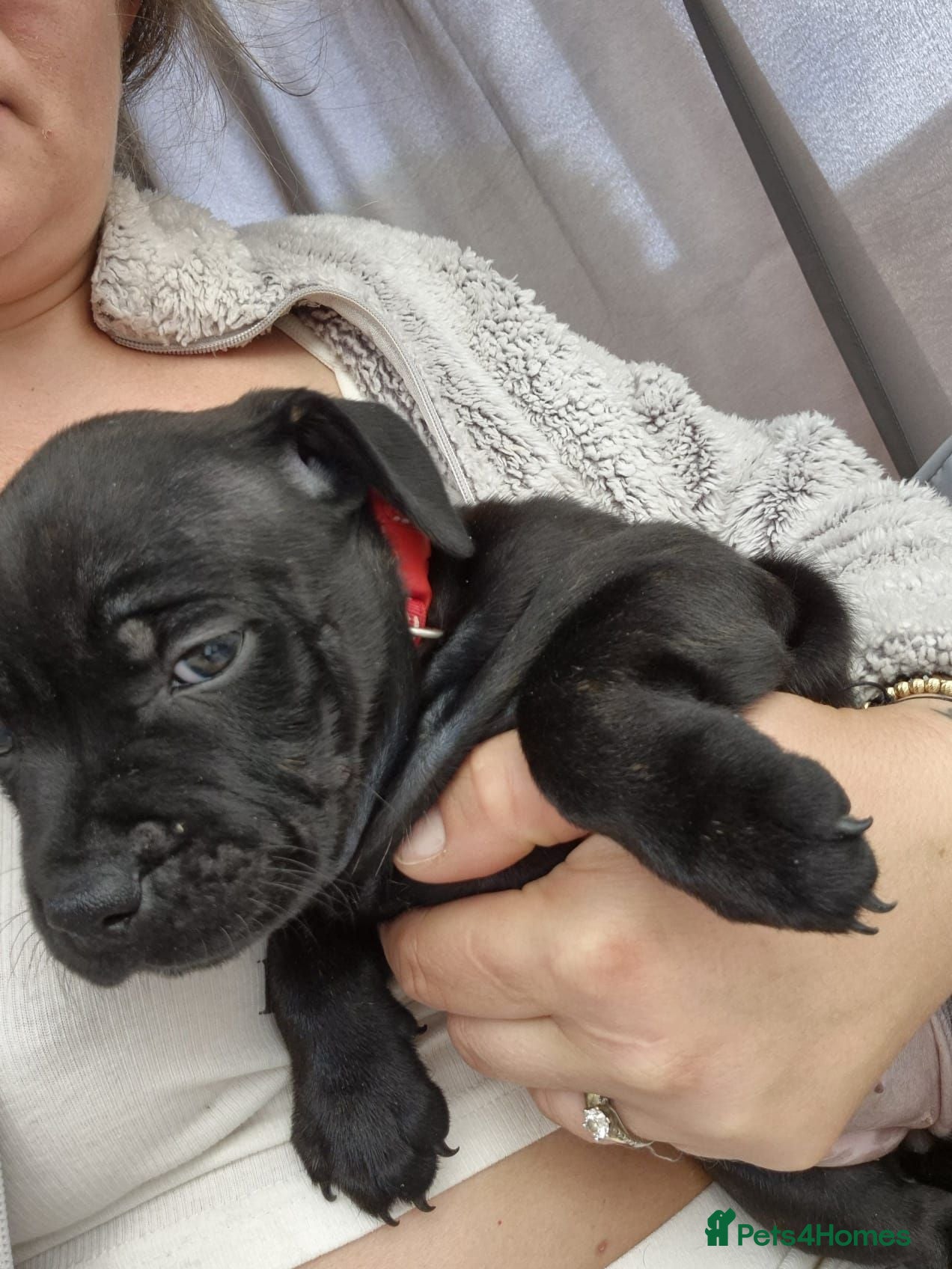 Staffordshire Bull Terrier dogs Gorgeous staffy puppy🥰🥰 - Advert 6