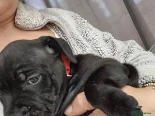 Staffordshire Bull Terrier dogs Gorgeous staffy puppy🥰🥰 - Advert 6