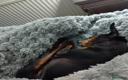 Miniature Pinscher dogs for sale: Help me to find home  - Image 6