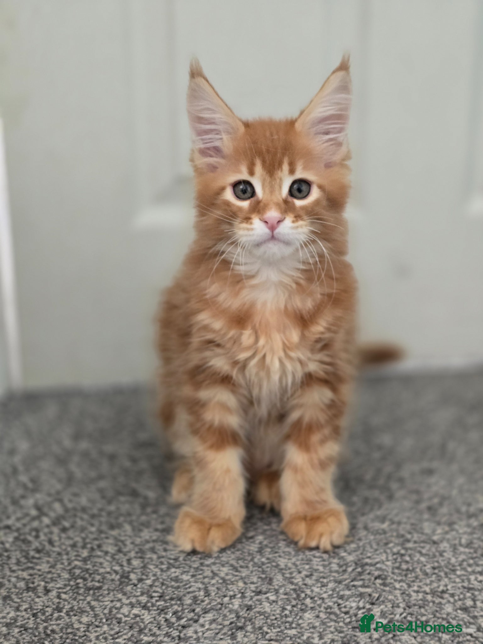 Maine Coon cats Boy Red Tabby Maine Coon - Advert 1