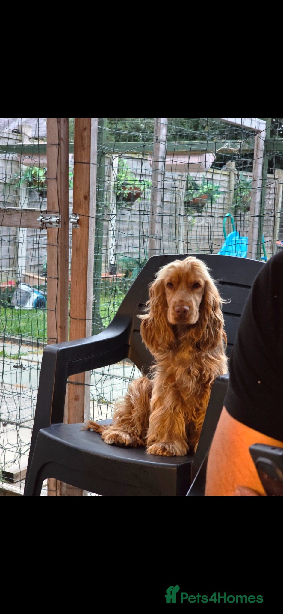 Cocker Spaniel dogs Cocker Spaniel girl looking for a loving new home - Advert 2