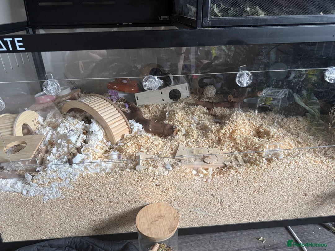 Hamster rodents for sale: Male Syrian hamster + bucatstate cage - Advert 2