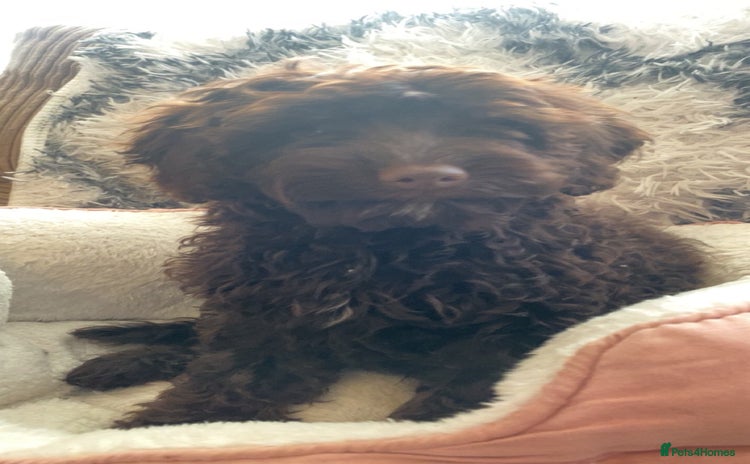 Cockapoo dogs Amazing choc cockerpoo pups for sale READY NOW  - Advert 1