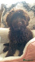 Cockapoo dogs Amazing choc cockerpoo pups for sale READY NOW - Advert 2