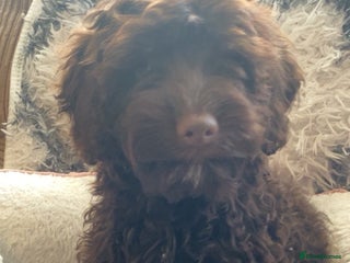 Cockapoo dogs Amazing choc cockerpoo pups for sale READY NOW - Advert 2