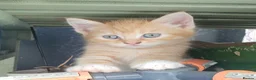 Mixed Breed cats for sale: Mixed breed kittens in Bristol - Advert 5